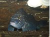 Photo of Hexagrammos decagrammus